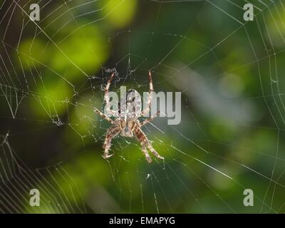 große Kreuzspinne auf Netz Stockfoto