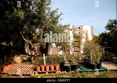 Gaia Foundation Malta, Pflanzen- und Baum-Baumschule Stockfoto