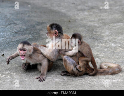 Happy Family (im Kapuziner Affen Konzeption) Stockfoto