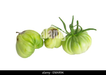 Hausschwamm Tomate isoliert auf weißem Hintergrund Stockfoto