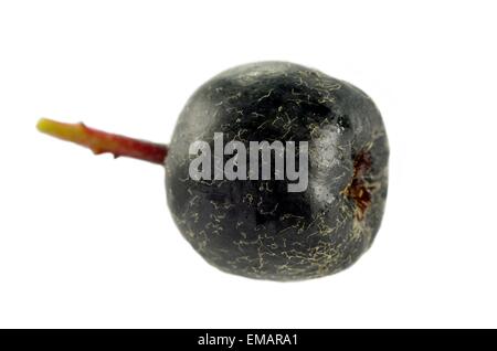 schwarze Beere Aronia auf weißem Hintergrund Stockfoto