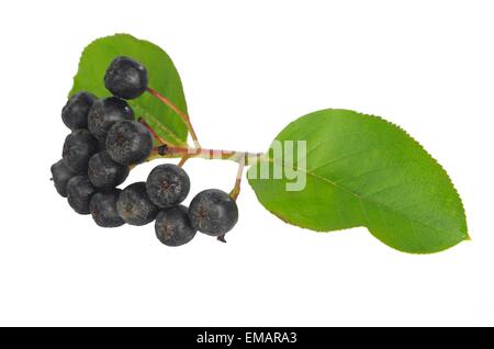 schwarze Beere Aronia auf weißem Hintergrund Stockfoto