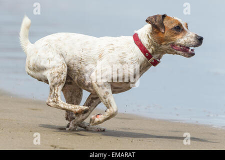 Glücklicher Hund laufen auf vollen Sped Am Strand Stockfoto