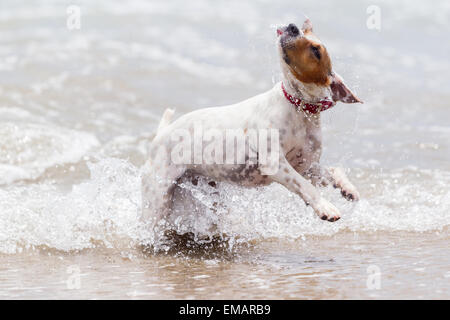 Glücklicher Hund Spielen in die Wellen des Ozeans Stockfoto