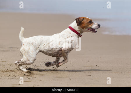 Glücklicher Hund laufen auf vollen Sped Am Strand Stockfoto