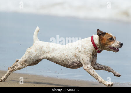 Glücklicher Hund laufen auf vollen Sped Am Strand Stockfoto