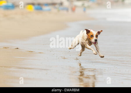 Glücklicher Hund laufen auf vollen Sped Am Strand Stockfoto