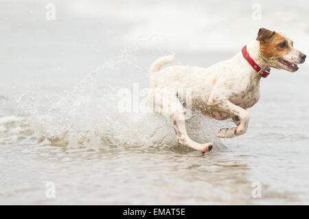 Glücklicher Hund laufen auf vollen Sped Am Strand Stockfoto