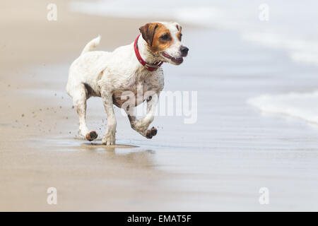 Glücklicher Hund laufen auf vollen Sped Am Strand Stockfoto