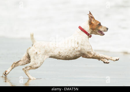 Glücklicher Hund laufen auf vollen Sped Am Strand Stockfoto