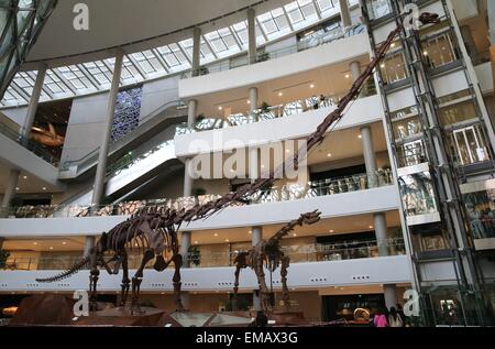 Shanghai. 19. April 2015. Eine 22-Meter-hohe Exemplar des Dinosauriers Skelett ist auf Anzeige am Naturkundemuseum Shanghai im Osten China Shanghai, 11. April 2015. Am 19. April 2015, neu eröffnete Museum hat eine Sammlung von in der Nähe von 290.000 Proben, einschließlich eine kompletteste Exemplar eines 140 Millionen Jahre alten Dinosaurier-Skelett des Dinosauriers. Es gibt auch seltene Exemplare, die an anderer Stelle außerhalb Chinas, wie Yellow River Mammoth, Riesensalamander, Pandabären und Yangtze Alligator gefunden werden können. © Pei Xin/Xinhua/Alamy Live-Nachrichten Stockfoto