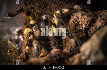 indische ornamentalen Tarantula Spinne Makro Stockfoto