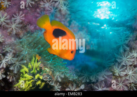 Montage von roten Saddleback Anemonenfische Stockfoto