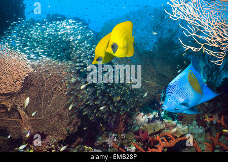 Korallenriff-Landschaft mit ein paar goldene Butterflyfish eine Yellowbar oder Arbian Kaiserfisch und Pygmäen Kehrmaschinen. Stockfoto