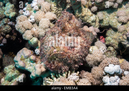 Steinfische gut getarnt mit Algen, liegend in einem Loch unter Korallen bewachsen. Stockfoto