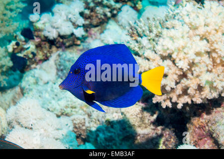 Gelbschwanz Tang oder Doktorfisch (Zebrasoma Rotmeerdoktor).  Ägypten, Rotes Meer. Stockfoto