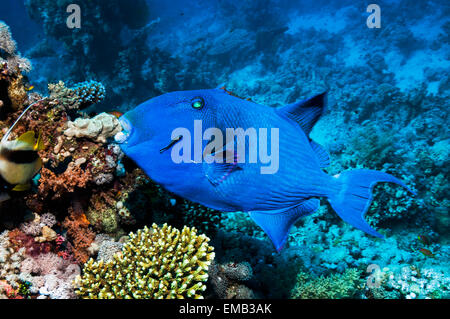 Blauer Drückerfisch (Pseudobalistes Fuscus) mit einer Bluestreak Reinigungsmittel Wrasse (Labroides Dimdiatus).  Ägypten, Rotes Meer. Stockfoto