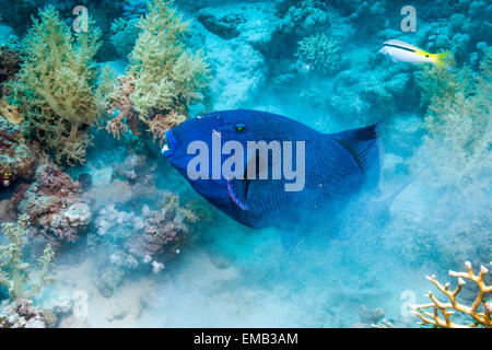 Blauer Drückerfisch (Pseudobalistes Fuscus), Graben im Sand für Muscheln oder Würmer.  Ägypten, Rotes Meer. Stockfoto
