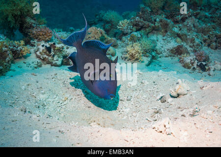 Blauer Drückerfisch (Pseudobalistes Fuscus) Bewachung Ei-Masse in großen "Nest".  Ägypten, Rotes Meer. Stockfoto
