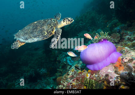 Echte Karettschildkröte schwimmen über Korallenriff mit einem zugemachten prächtigen Anemone mit rosa Anemonenfische Indonesien Stockfoto