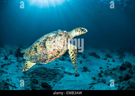 Echte Karettschildkröte (Eremochelys Imbricata).  Ägypten, Rotes Meer. Stockfoto