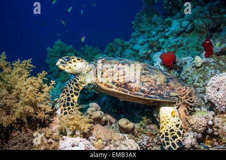 Echte Karettschildkröte (Eremochelys Imbricata).  Ägypten, Rotes Meer. Stockfoto