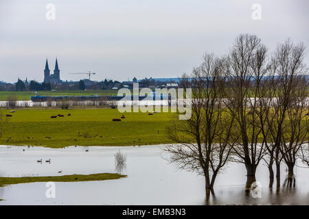 Überschwemmten Wiesen entlang Schiffe Rhein, Niederrhein, Fracht, Stockfoto