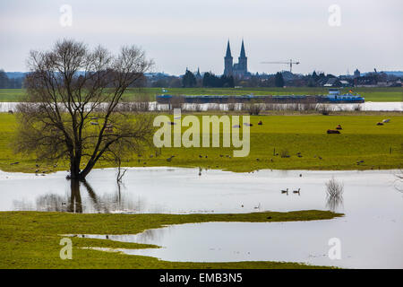 Überschwemmten Wiesen entlang Schiffe Rhein, Niederrhein, Fracht, Stockfoto