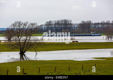 Überschwemmten Wiesen entlang Schiffe Rhein, Niederrhein, Fracht, Stockfoto