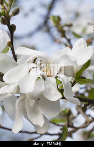 Magnolia Loebneri 'Merrill' blüht. Stockfoto