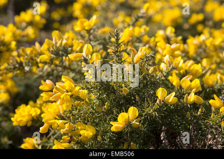 Leuchtend gelben Blüten mit gemeinsamen Ginster Stockfoto