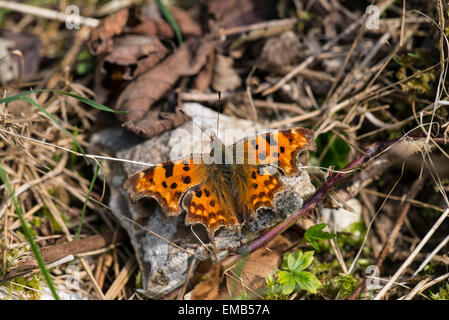 Komma (Polygonia c-Album). Erwachsenen sonnen sich an einem Frühlingstag. Stockfoto