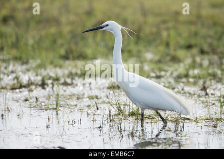 Seidenreiher (Egretta Garzetta). Erwachsenen bei der Zucht Zustand. Stockfoto