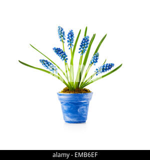 Frühling Blumen. Blauer Blumentopf mit Trauben Hyazinthe Muscari isoliert auf weißem Hintergrund Stockfoto