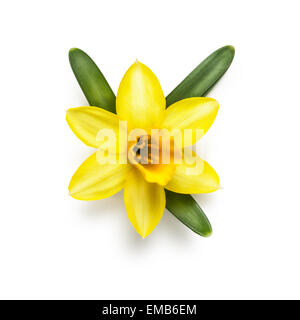 Spring Flower Leiter der kleine gelbe Narzisse, die isoliert auf weißem Hintergrund. Clipping-Pfad enthalten Stockfoto
