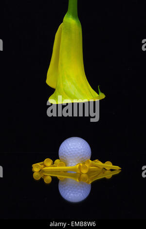 Gelbe Calla Lilie und Golfball auf schwarzem Hintergrund isoliert Stockfoto