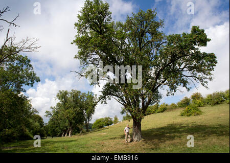 Große alte Birnenbäume wachsen in einem Obstgarten in Gloucestershire.a UK Obst Perry Landschaft ländlichen Essen Stockfoto