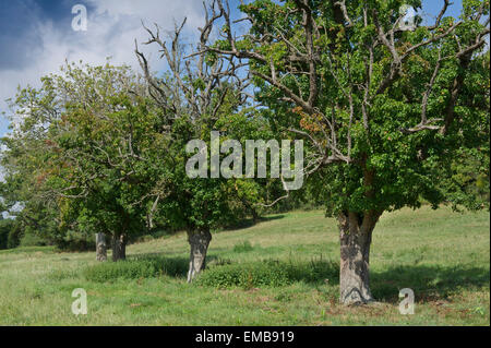 Große alte Birnenbäume wachsen in einem Obstgarten in Gloucestershire.a UK Obst Perry Landschaft ländlichen Essen Stockfoto