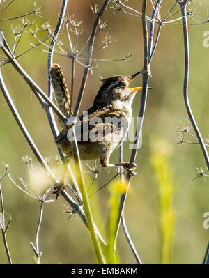 Marsh Wren (Cistothorus Palustris) singen im Schilf in der Nähe von einem Teich. Stockfoto