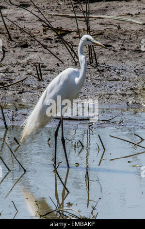 SILBERREIHER (Ardea Alba) in einem seichten Teich links aus Reserve See abgelassen Stockfoto