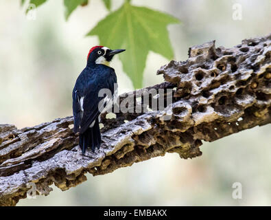 Eichel Specht (Melanerpes Formicivorus) thront auf einer Eiche Ast. Stockfoto