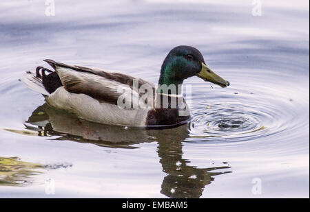 STOCKENTE (Anas Platyrhynchos) in einem Teich schwimmen. Stockfoto