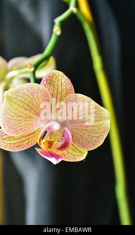 Orchidee. Bild Orchidee Blume, die auf der Fensterbank im Zimmer angebaut wird. Stockfoto