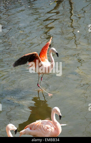 Leeds, Yorkshire, Großbritannien. 19. April 2015. Herrlich sonniger Tag am Harewood House, Leeds.19th April 2015 Pink Flamingo genießen herrlichen sonnigen Tag an Harewood House Leeds Weat Yorkshire Credit: Paul Chambers/Alamy Live News Stockfoto