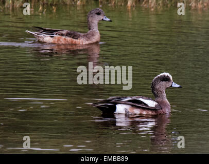 Paar amerikanische PFEIFENTE (Anas Americana) Schwimmen im Teich. Stockfoto