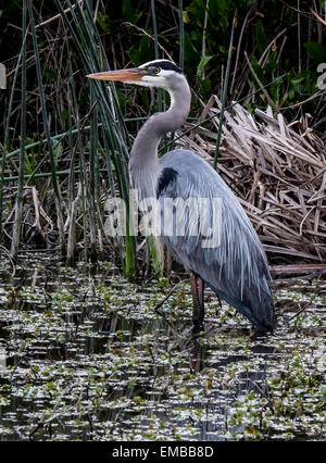 GREAT BLUE HERON Ardea Herodias waten und Jagd in Zuflucht Teich Stockfoto