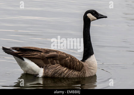 Kanadagans (Branta Canadensis) im Teich Stockfoto