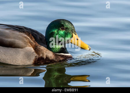 STOCKENTE (Anas Platyrhynchos) in einem See Stockfoto