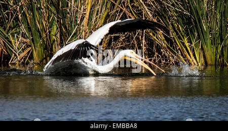 AMERIKANISCHER weißer Pelikan (Pelecanus Erthrorhynchos) Fischen im Teich Stockfoto