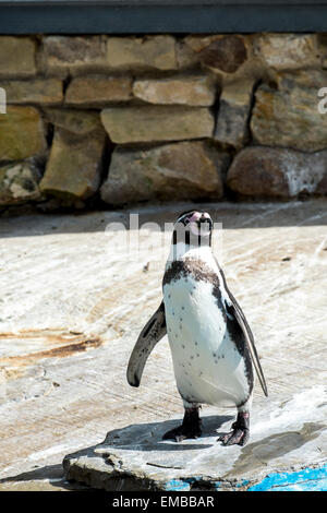 Leeds, Yorkshire, Großbritannien. 19. April 2015. Herrlich sonniger Tag am Harewood House, Leeds.19th April 2015 Pinguin genießen herrlichen sonnigen Tag an Harewood House Leeds Weat Yorkshire Credit: Paul Chambers/Alamy Live News Stockfoto